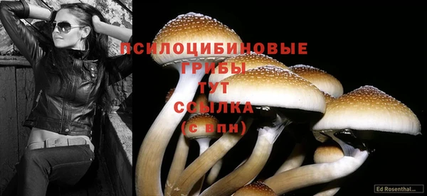 сатива Волоколамск