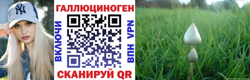 Псилоцибиновые грибы Psilocybe  Каргат 